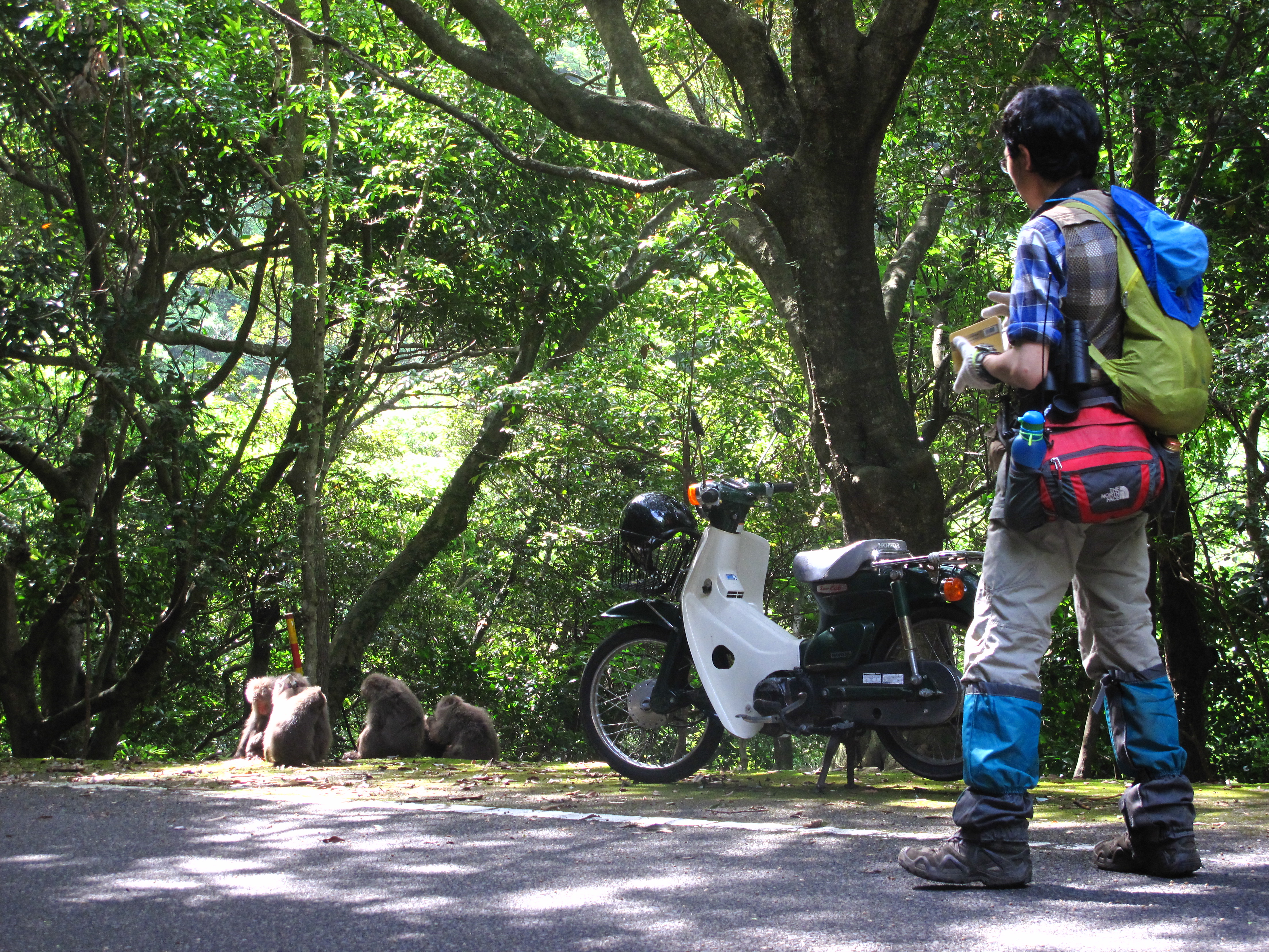 Working with macaques in Yakushima, Japan
