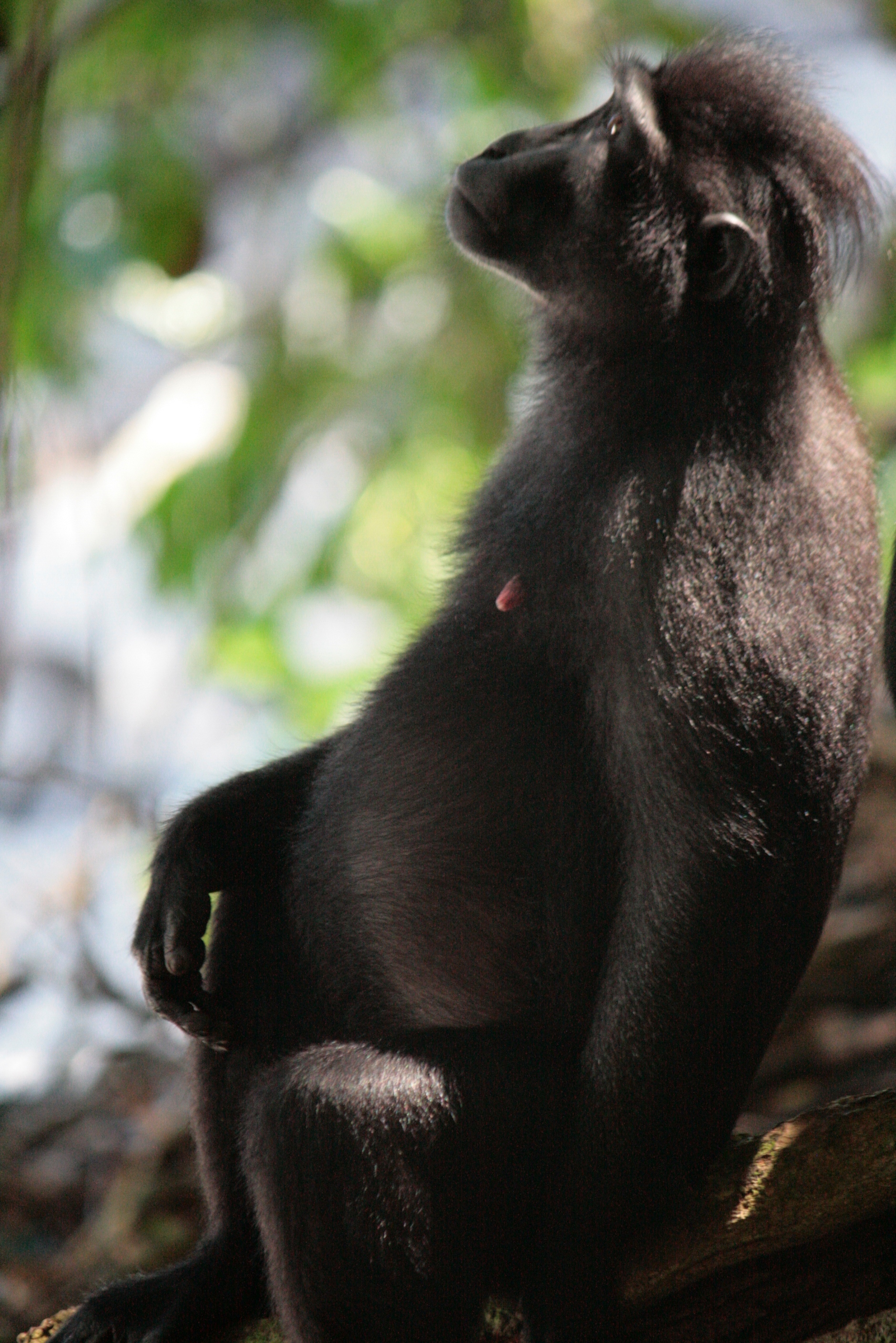 crested macaque