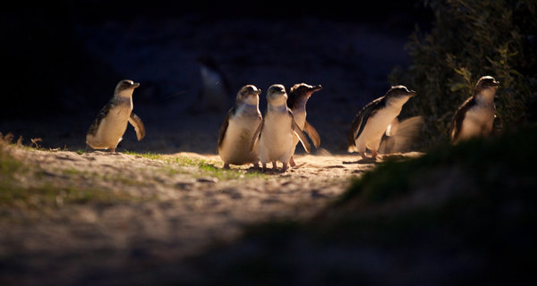 Penguin Parade, Phillip Island