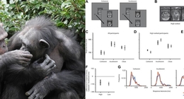 Chimpanzees use metaphor